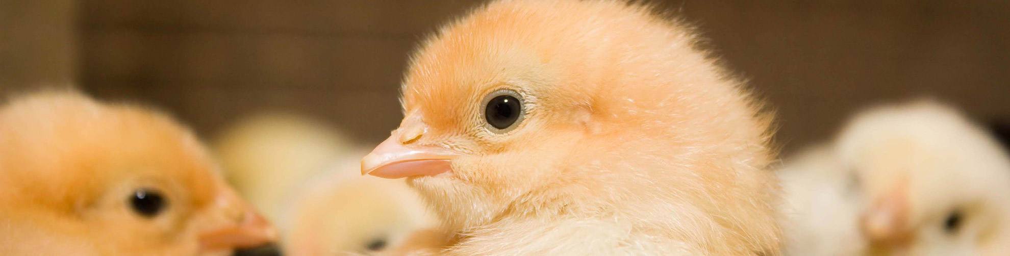 One day old chicks & Hatching eggs